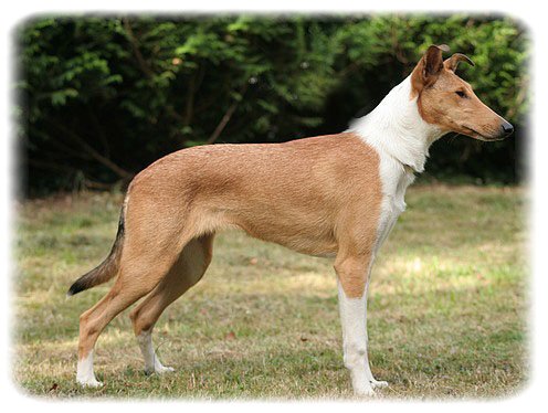 CH. Twinway Bulle de champagne